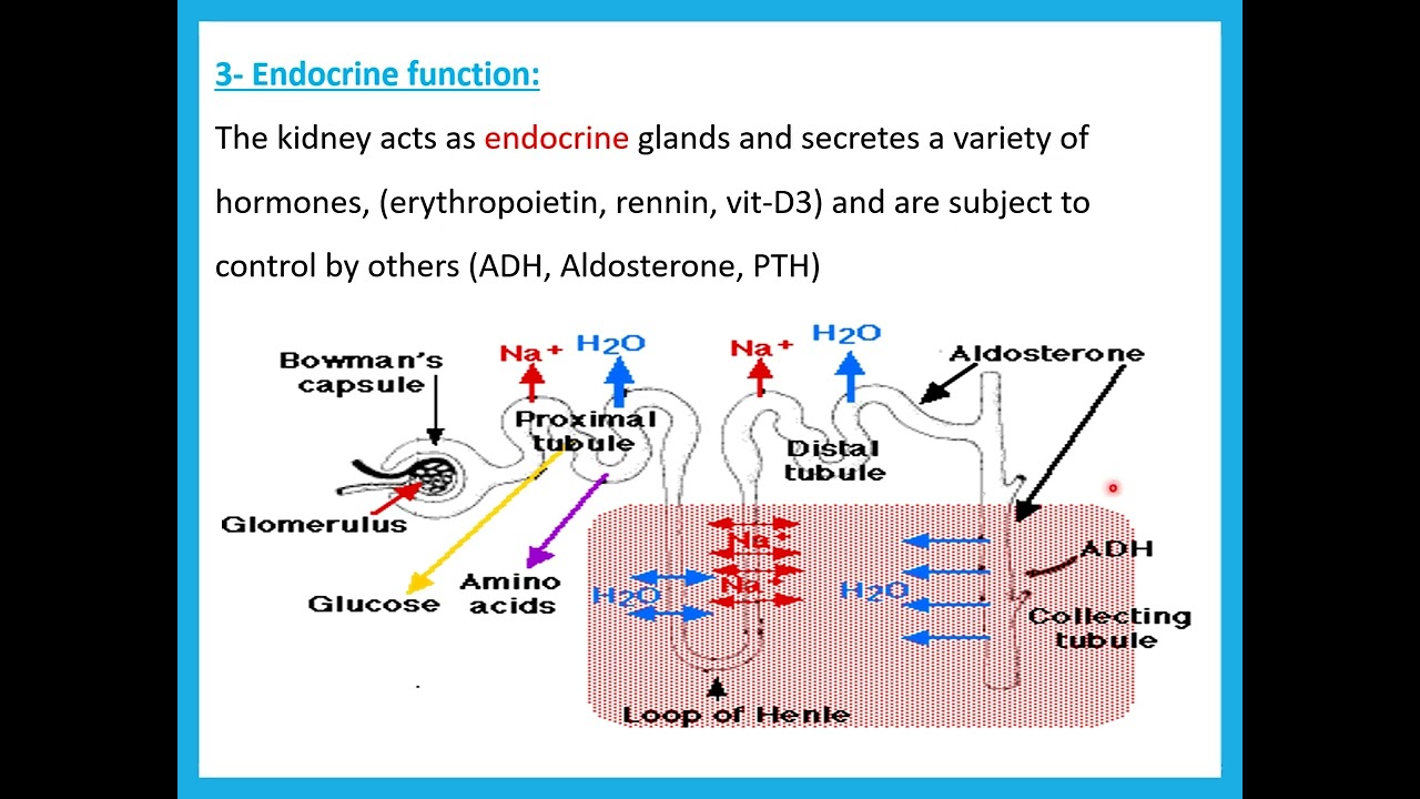 Kidney Function tests