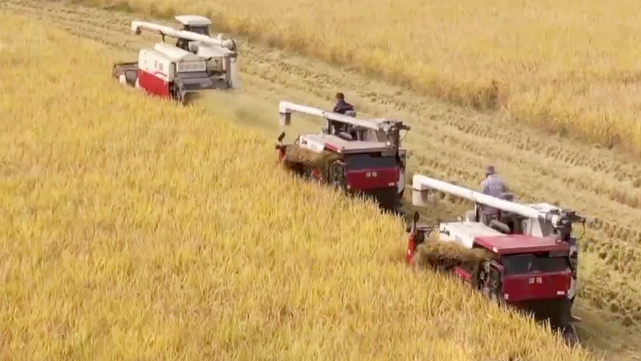 China issues 'No. 1 central document for 2023,' highlights tasks on rural vitalization