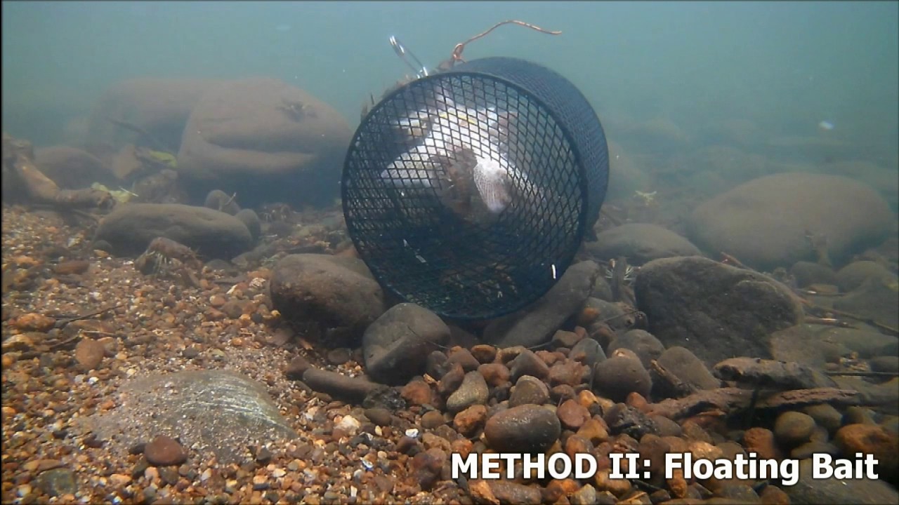 Best Way to Catch Crawfish - Crayfish