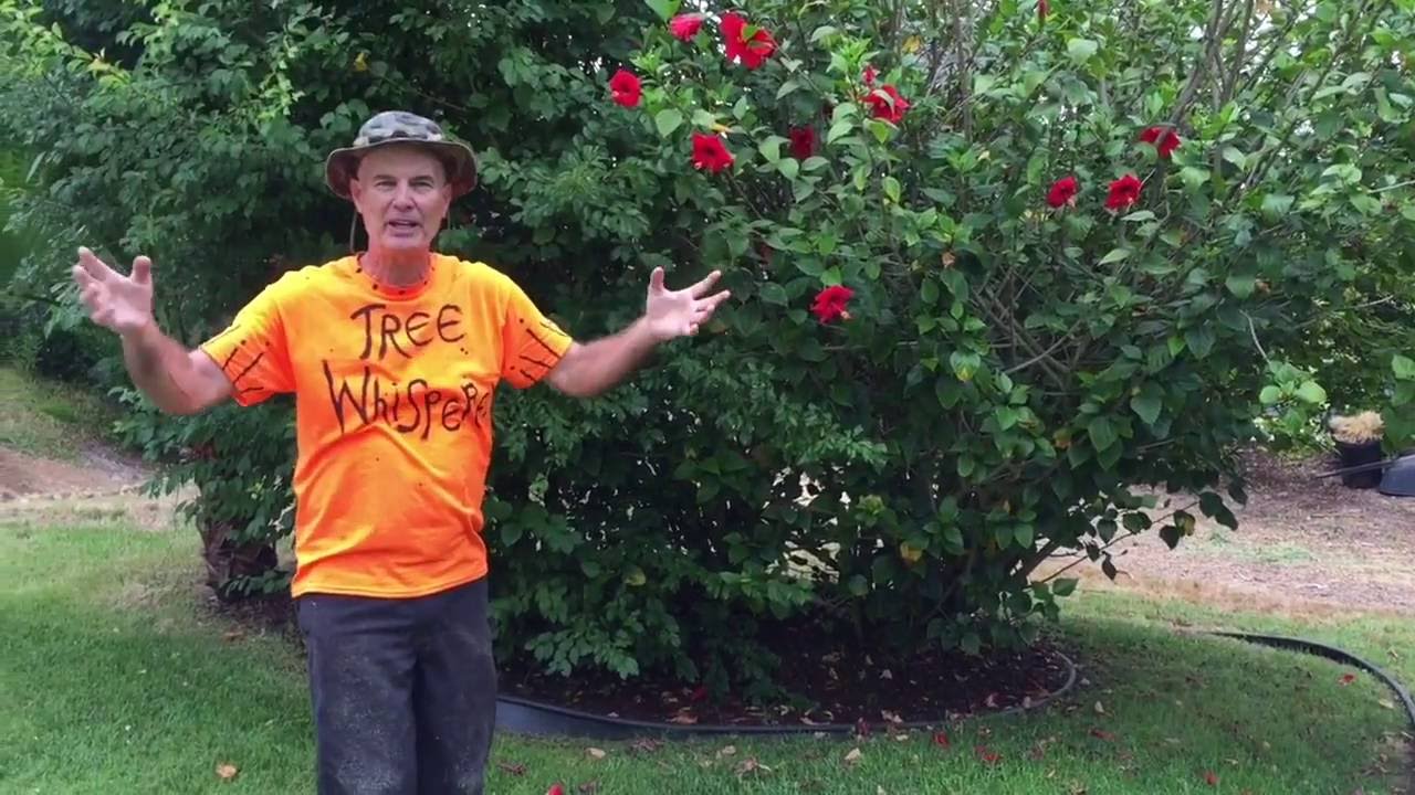 Hibiscus Tree Artistic Pruning with Gary Walker, The Tree Whisperer