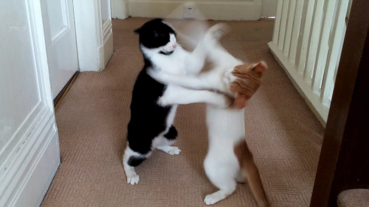 Cats Play Fighting