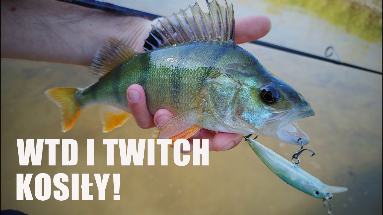 WTD i twitch z Aliexpress kosiły! - klenie, okonie, bolenie i branie za braniem