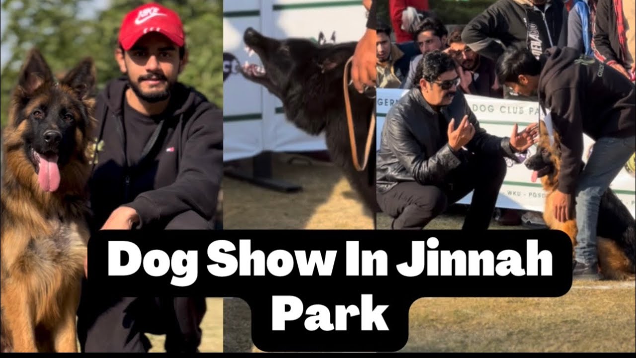 Dog Show In Jinnah Park German Shepherd Dog Pku Club