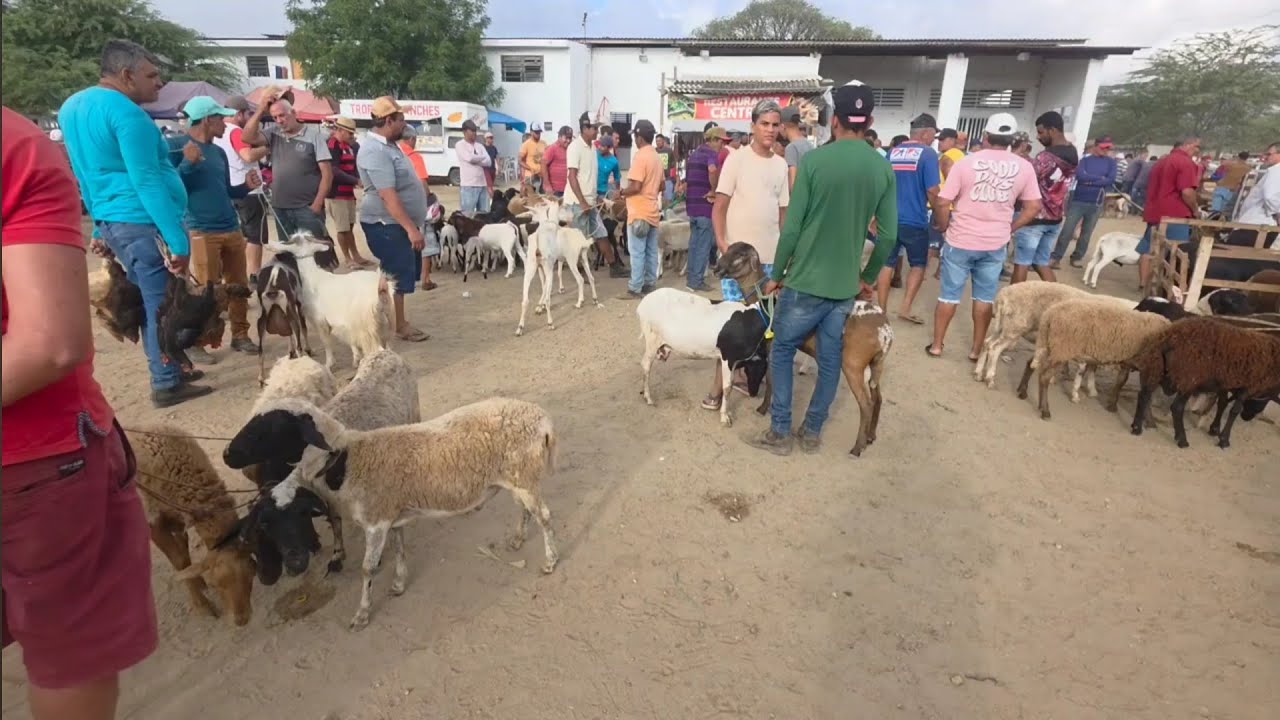 Feira de animais de santa cruz do capibaribe-PE 