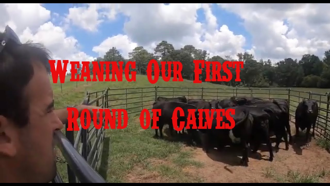 Weaning Our First Round of Calves