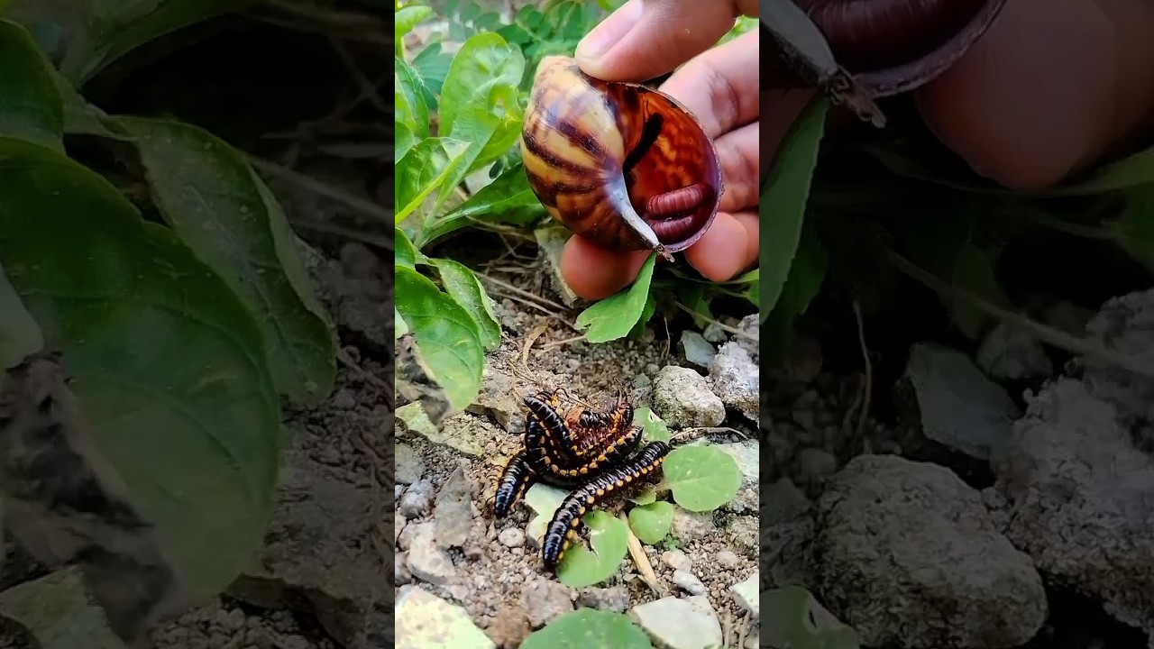 Menemukan anak millipede kaki seribu di dalam cangkang keong