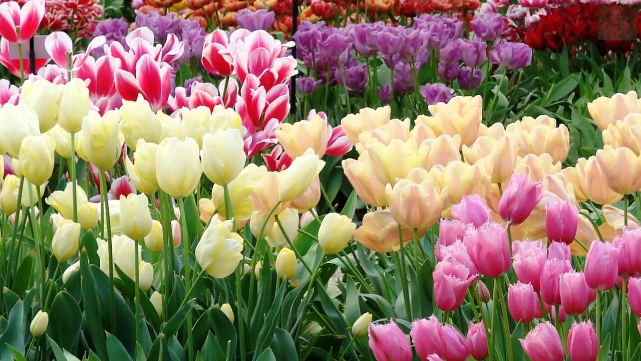 PARK KEUKENHOF -