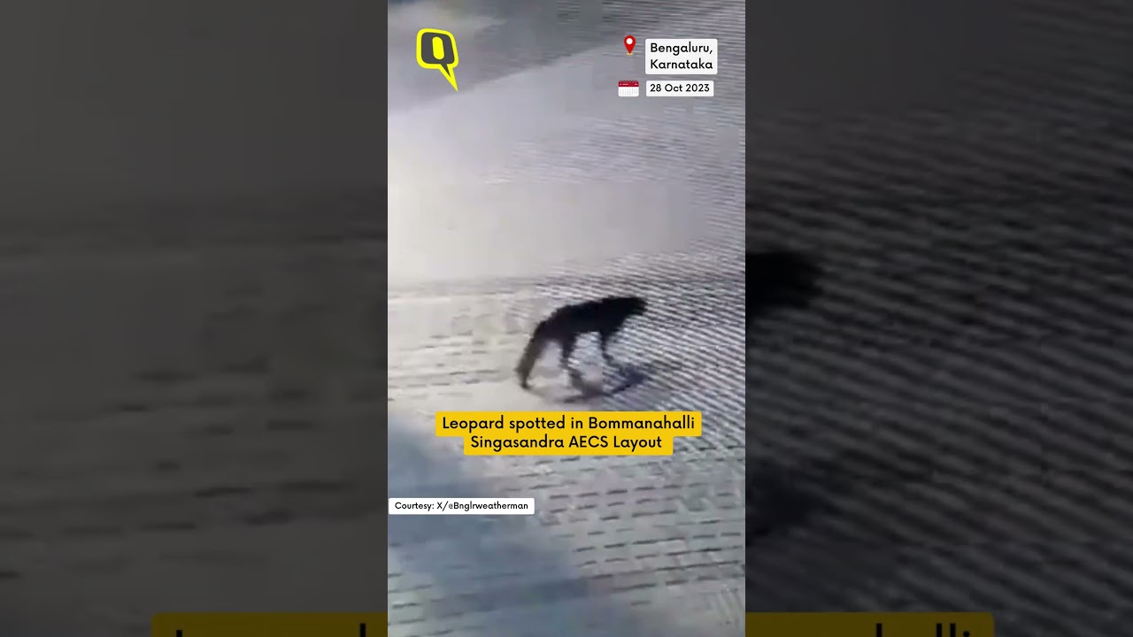 Leopard Spotted in Bengaluru&rsquo;s Residential Area | The Quint