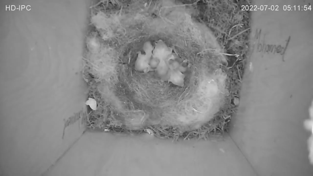 Vogelvideo vom 02.07.