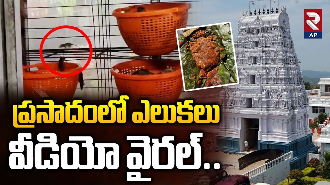 Annavaram Prasadam Issue: Rats in Annavaram Prasadam | Rtv AP