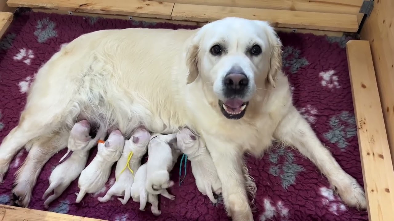 Star and Heffo puppies, Clear Passion Golden Retriever puppies, top pedigree