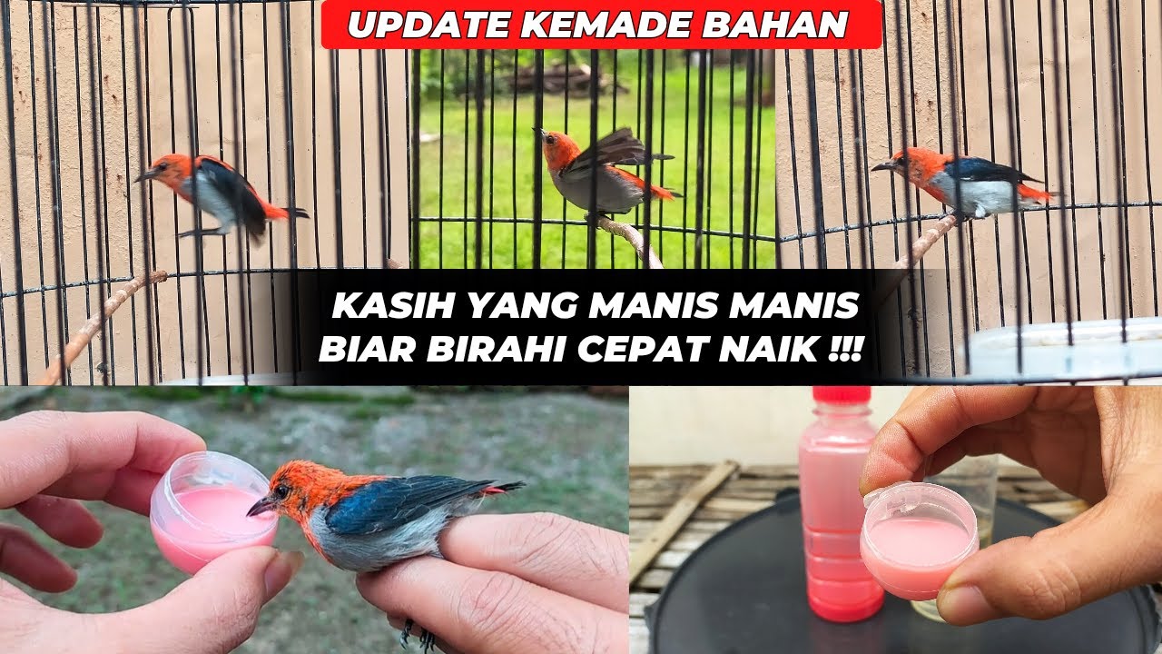 UJI COBA NAIKAN BIRAHI KEMADE BAHAN DENGAN NEKTAR❗TERNYATA KEMADE SUKA NEKTAR❓