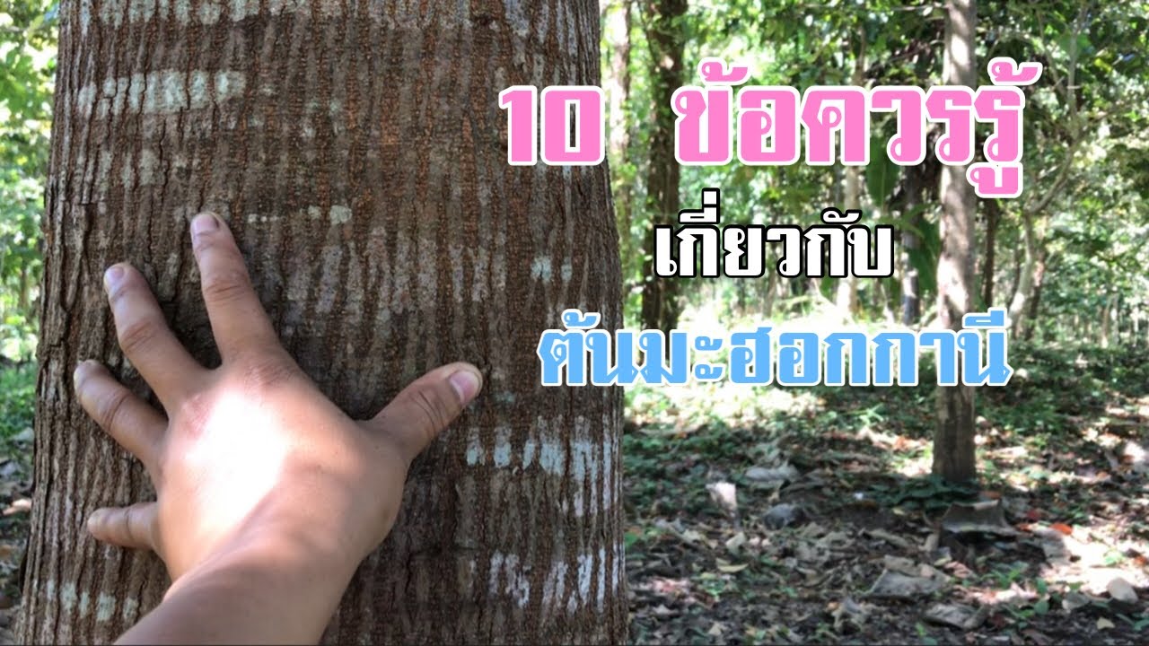 10 ข้อที่ควรรู้เกี่ยวกับต้นมะฮอกกานี ต้นไม้น่าปลูก [ดินแดนแห่งเสรีภาพ]