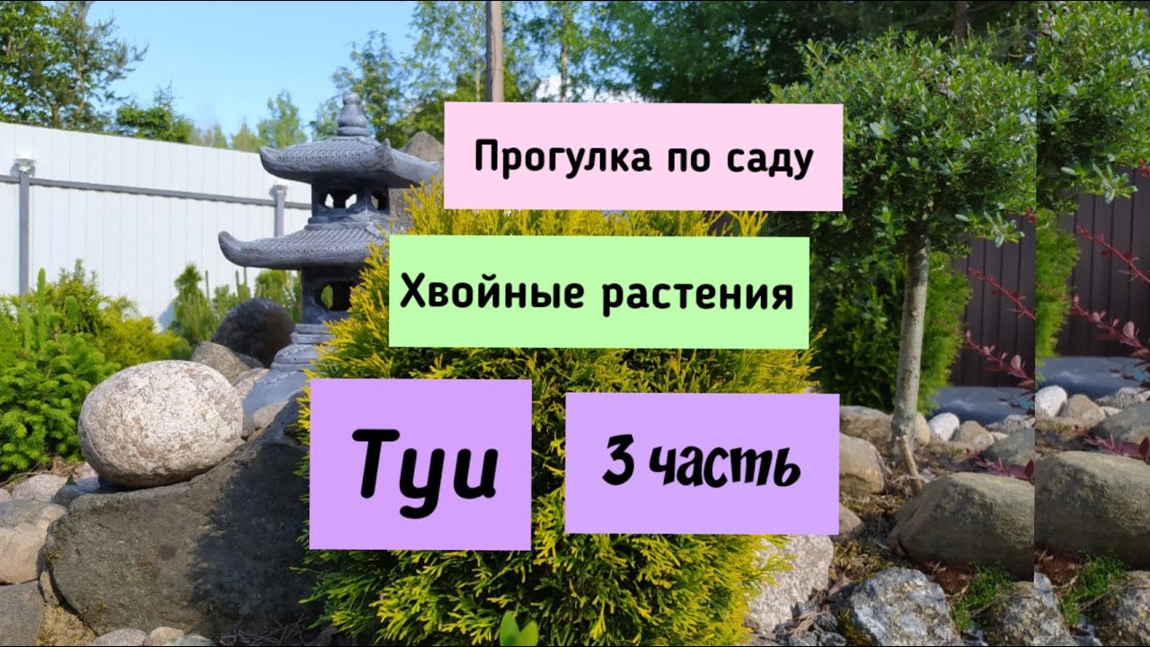 Прогулка по саду.Хвойные растения.Туи - ( 3 часть).