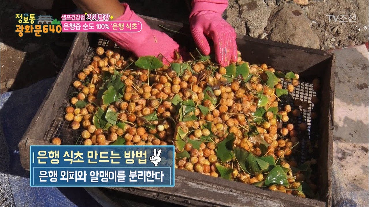 기관지 질환 극복! 은행즙 100% ‘은행 식초’ 만드는 법 [정보통 광화문 640] 79회 20171108