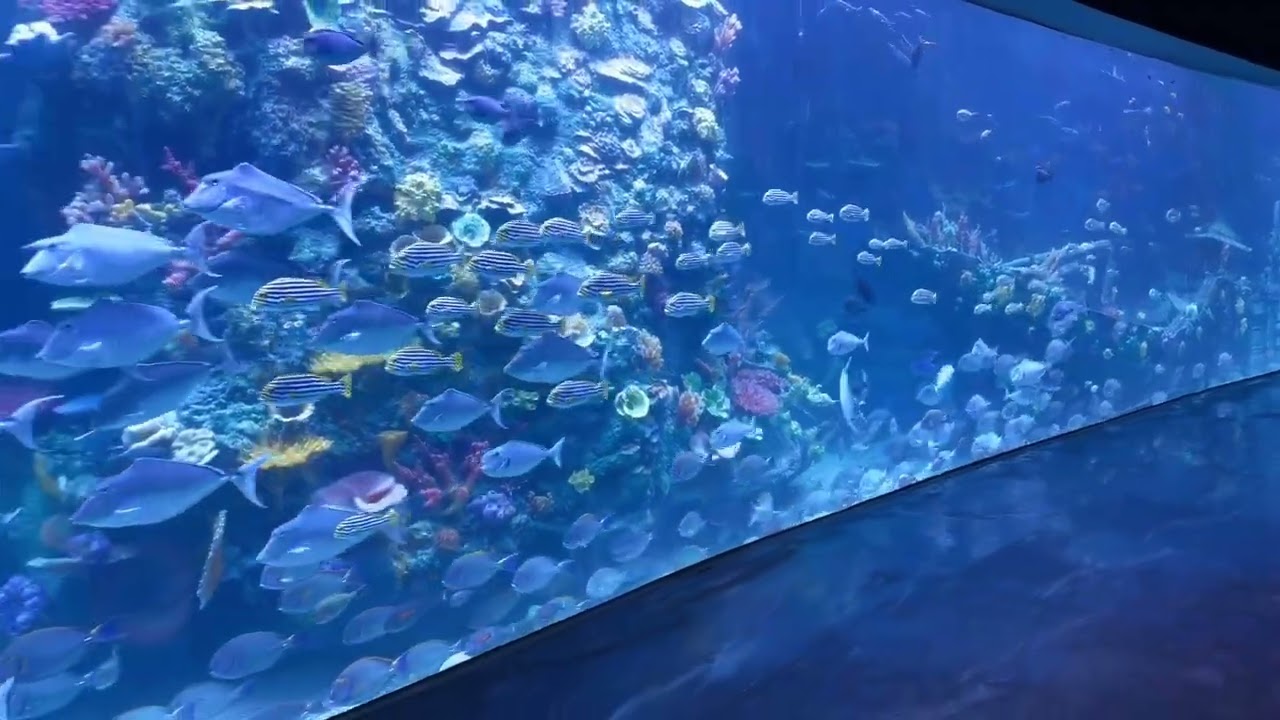 Our Fish at at Xiaomeisha oceanarium