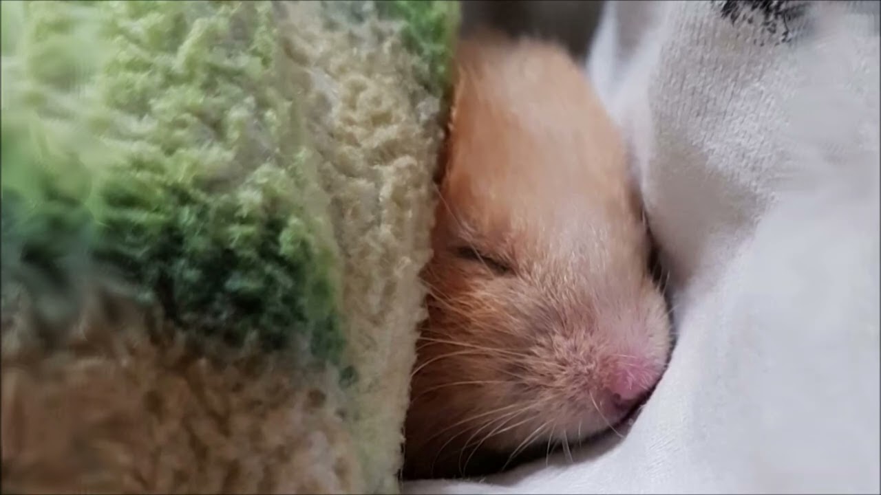 🐹💤 La mejor MUSICA para dormir HAMSTERS 2022 🐹💤 Música Relajante 🐹💤