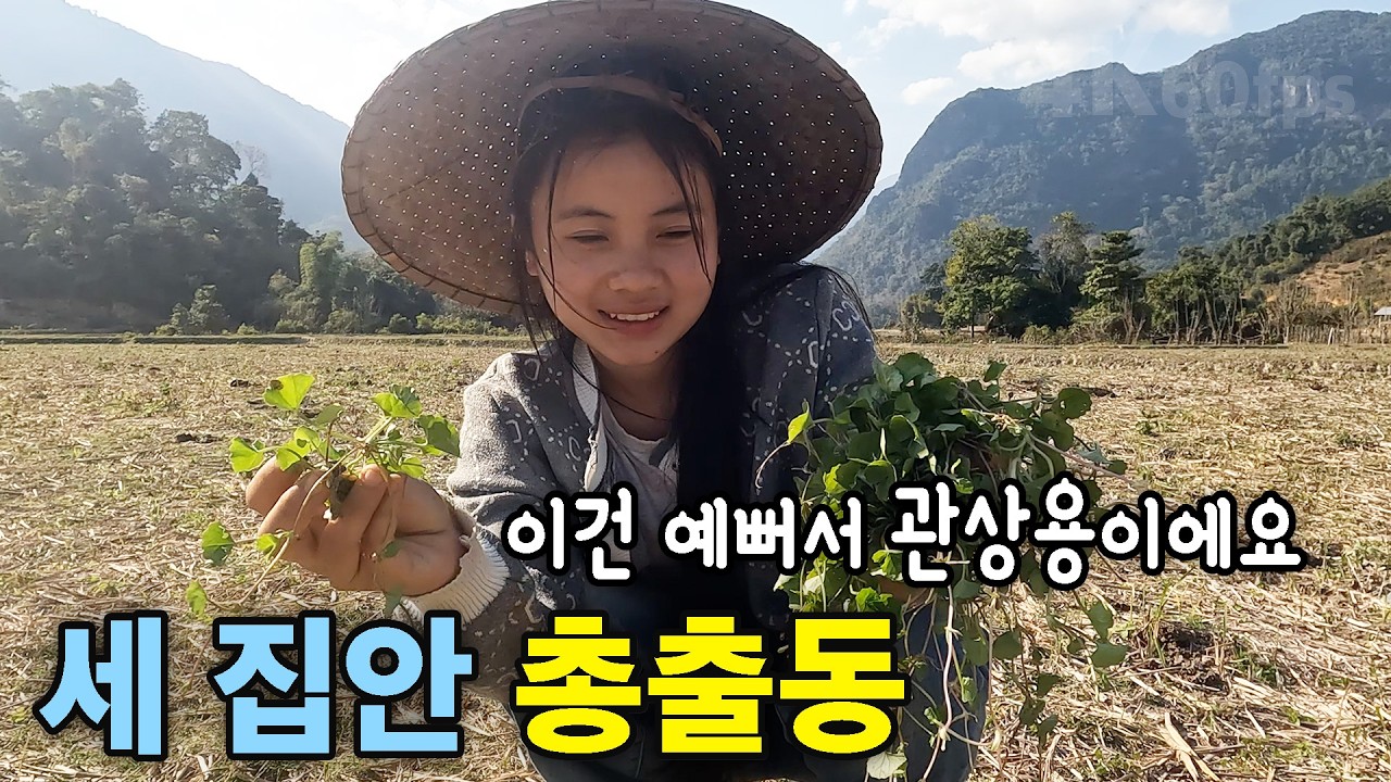 민주까지 반나마을 가족 총출동해서 귤 따기와 나물 캐기
