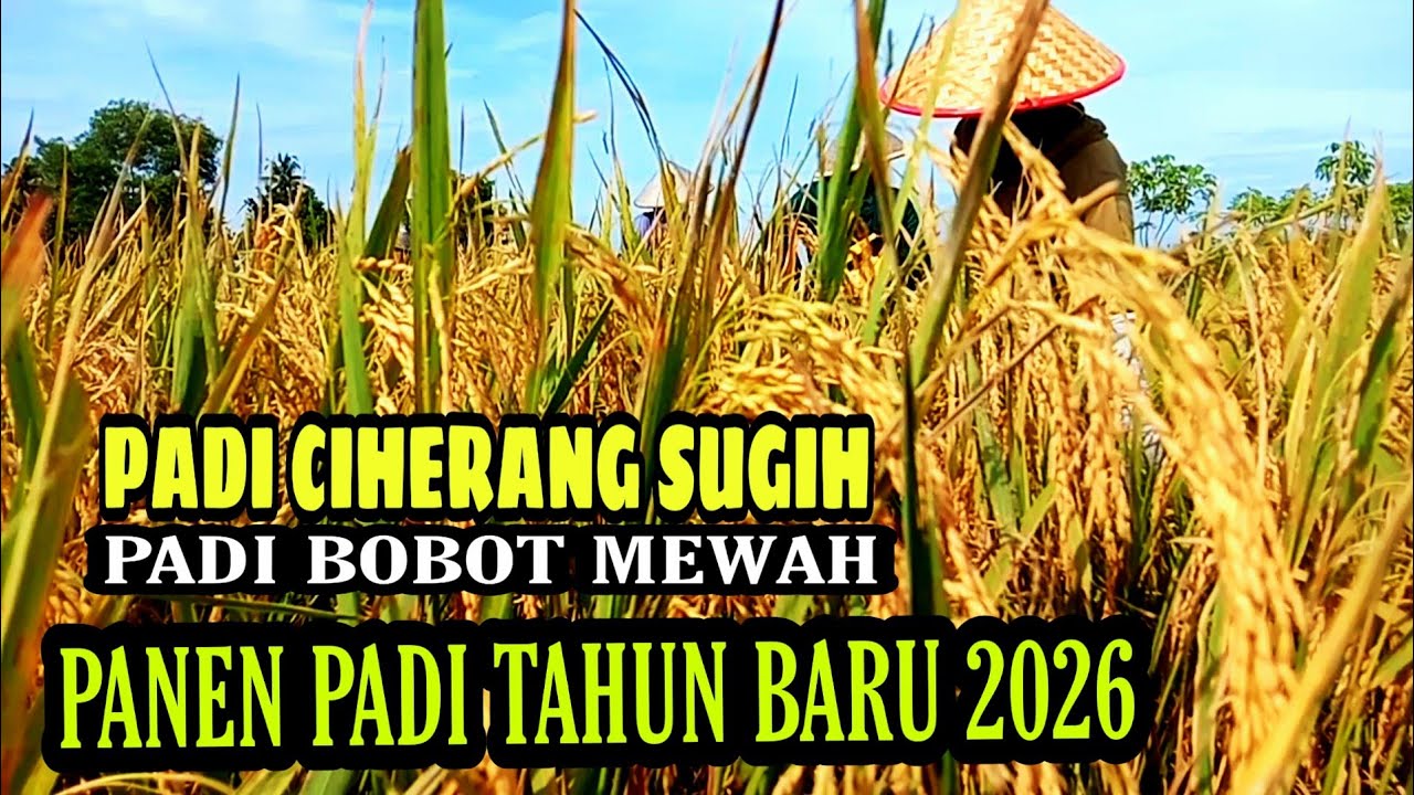 PANEN PADI CIHERANG SUGIH PADI UNGGUL HASIL MELIMPAH