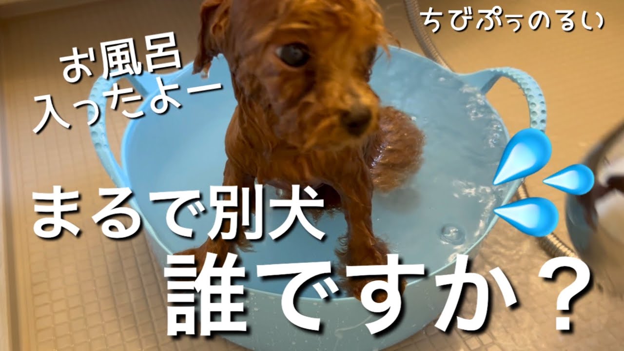 【ちびぷぅ】お風呂に入ったら別犬になりました。