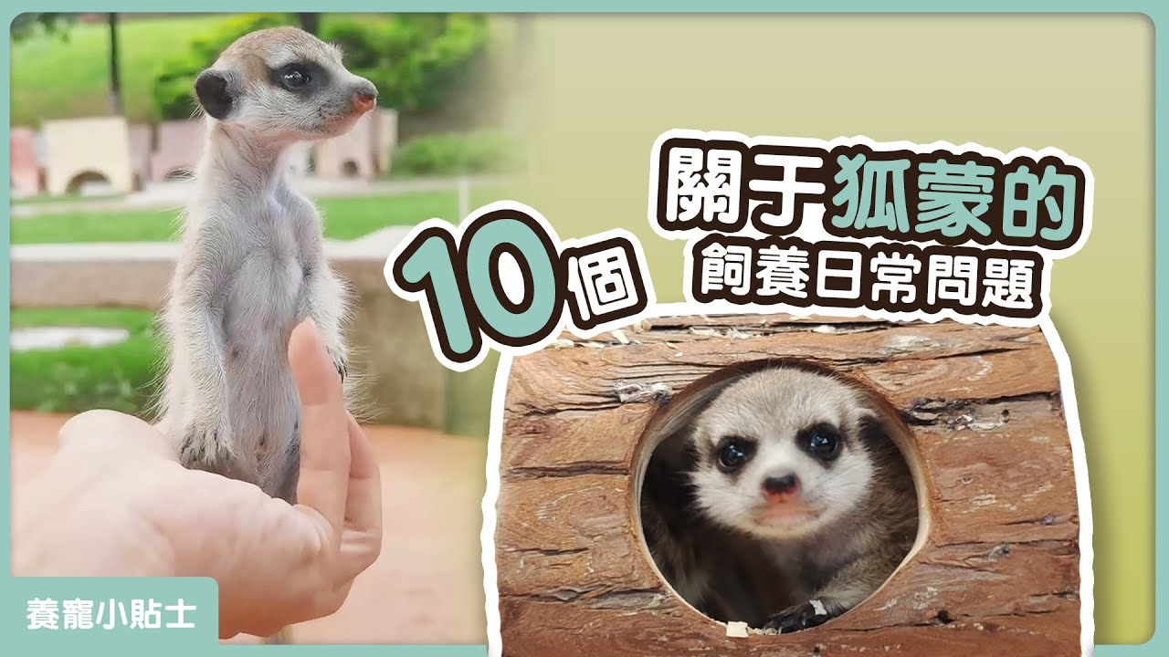 丁滿可以當寵物養嗎?10個關於狐獴的飼養日常問題解答