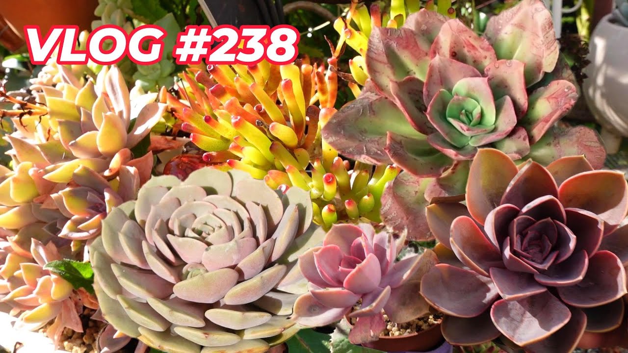 TOP 10 SUCCULENTS THAT I WILL BUY AGAIN | VLOG #238 -Growing Succulents with LizK