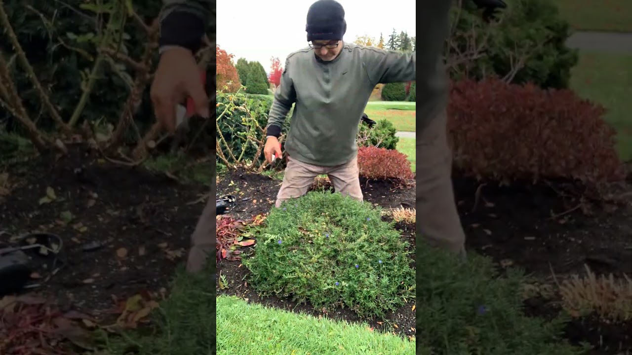 How to keep Lithodora in its place (by request!) #redsealvas #landscaper #gardening #garden