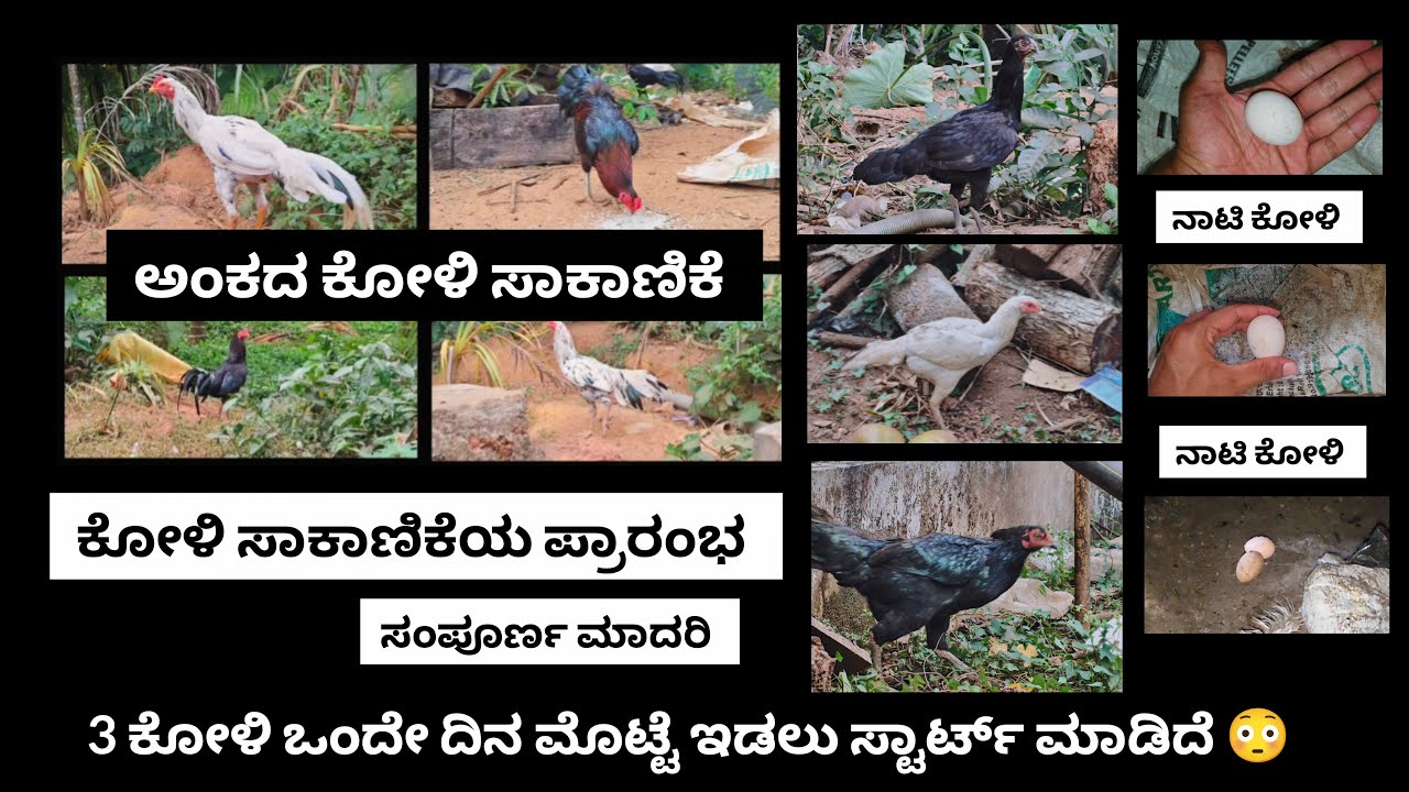 ಮನೆ ಅಸಿಲ್ (ಫೈಟರ್) ಕೋಳಿ ಸಾಕಾಣಿಕೆ 🐔 | 3 ಹೆಣ್ಣು ಕೋಳಿಗಳು ಇಂದು ಮೊಟ್ಟೆ ಇಟ್ಟವು 🥚