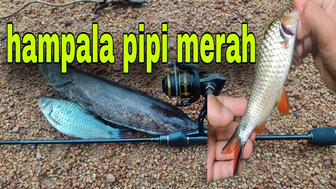 #ultralight #moguroexqusite #artemisrod  STRIKE SI PIPI MERAH