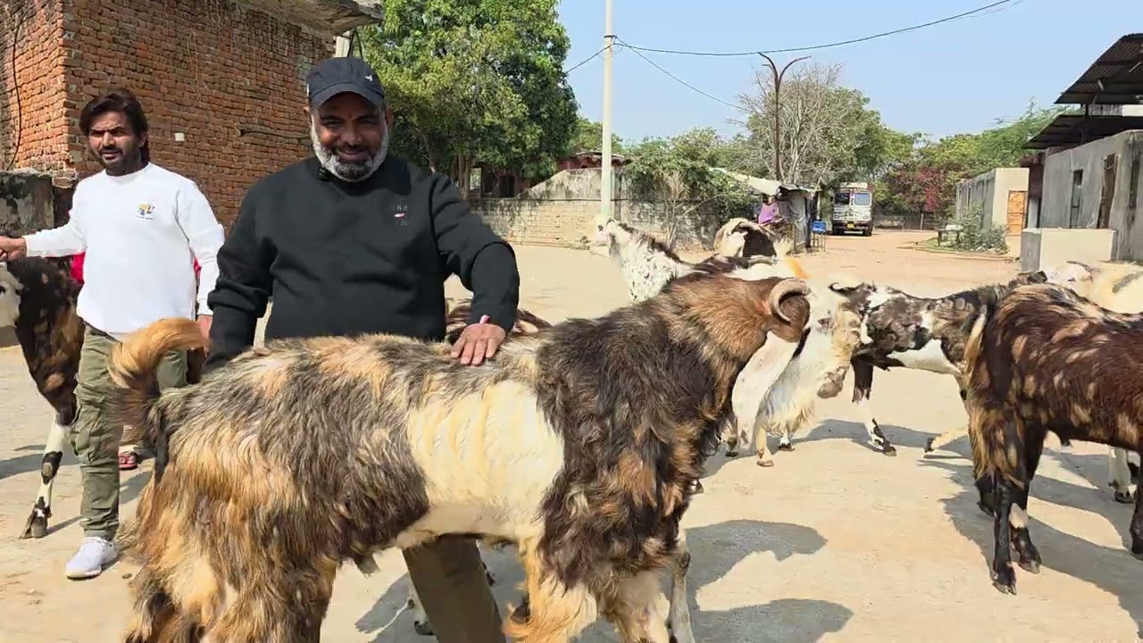 Gujri King Shakeel Bhai Jaipur | India Ke Big Gujri Collection Jaipur Rajasthan. 