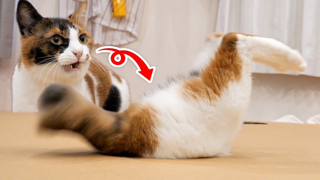 猫が穴に落ちました。