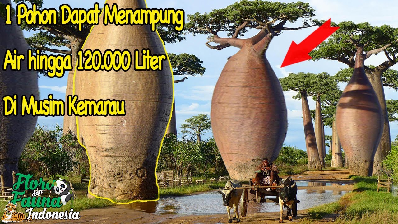 POHON ALIEN ANEH DAPAT MENYIMPAN AIR HINGGA 120 000 liter | POHON Baobab Grandidier