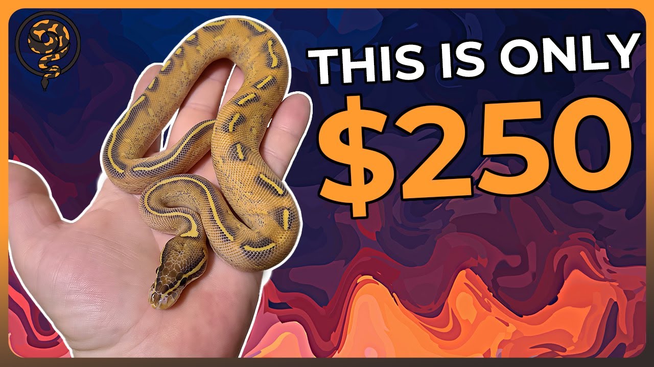 You can Buy these Ball Pythons for $250 OR LESS!!!