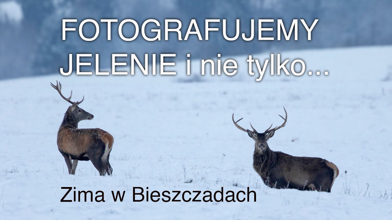 Fotografujemy jelenie i nie tylko, czyli zima w Bieszczadach. Z życia fotografów przyrody.
