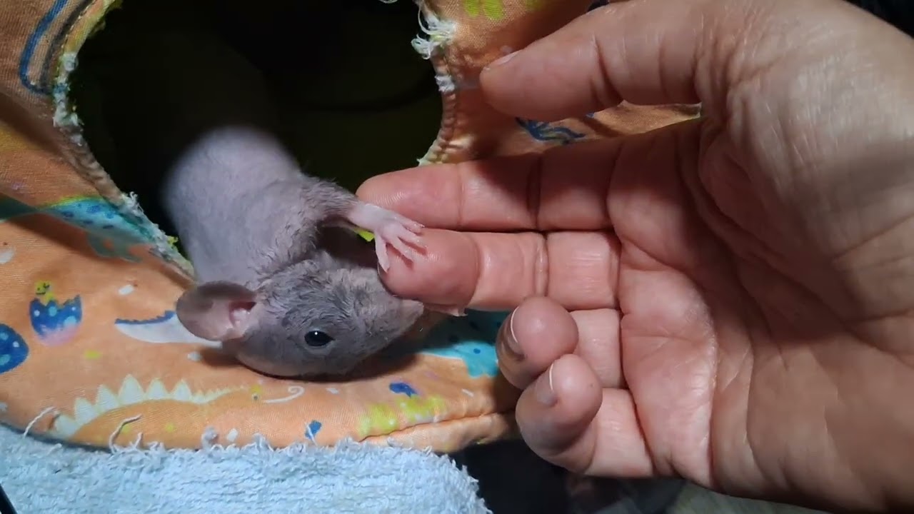 Baby hairless rat cleaning a graze on my finger 