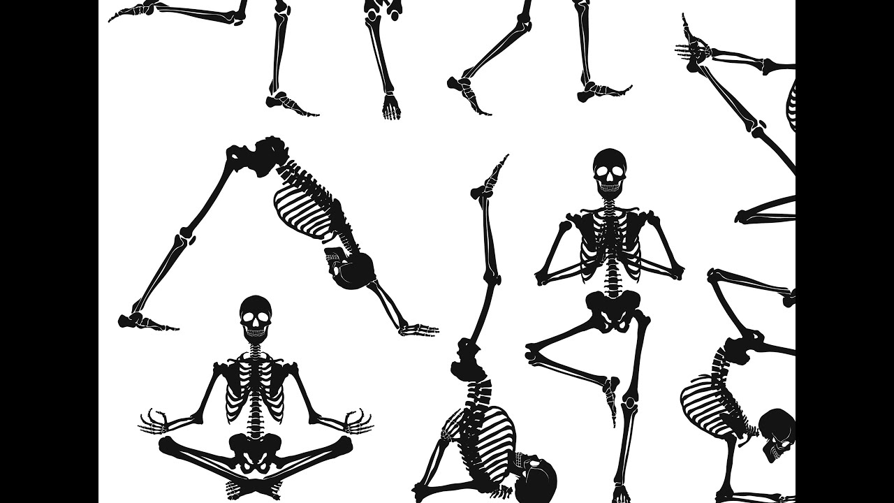 SUPPORT AND MOVEMENT  APPENDICULAR SKELETON PART  2