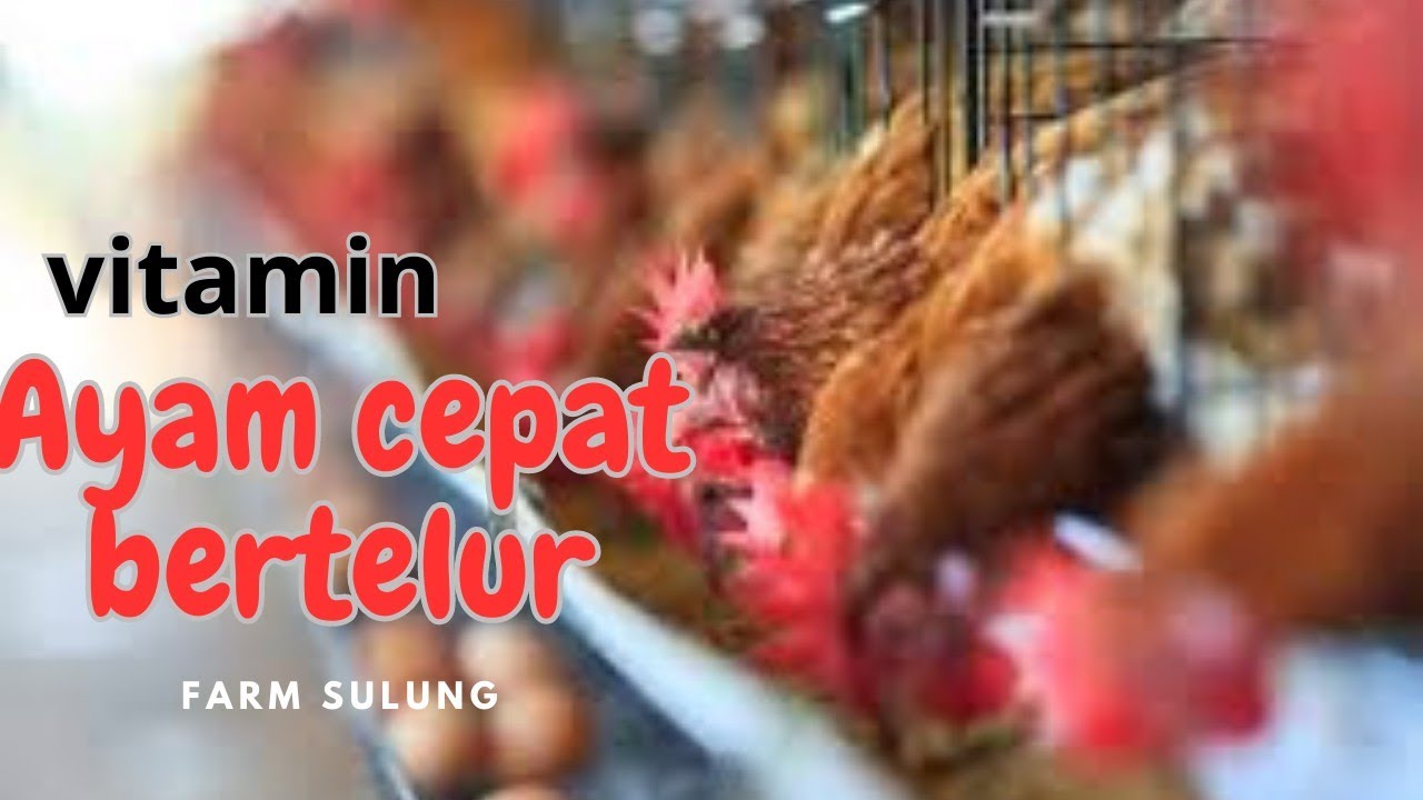 vitamin ayam petelur - biar cepat bertelur