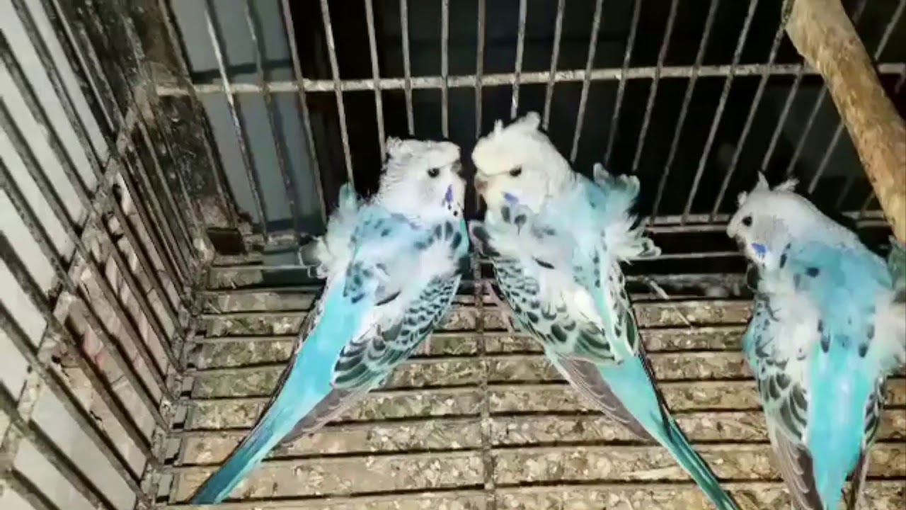 Hagoromo & Tcb Budgies Progress