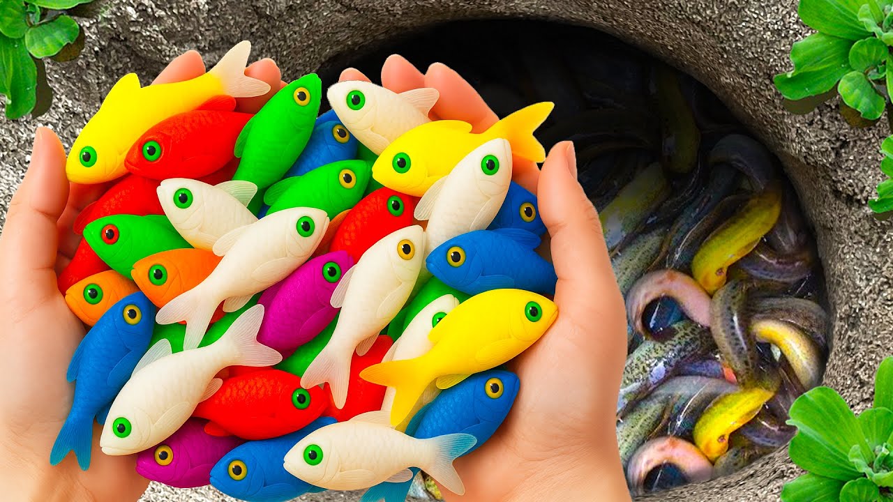 Amazing Catch Stranger Freshwater Aquarium Fish in Small Pond, Crayfish, Baby Turtle, Goldfish, Frog