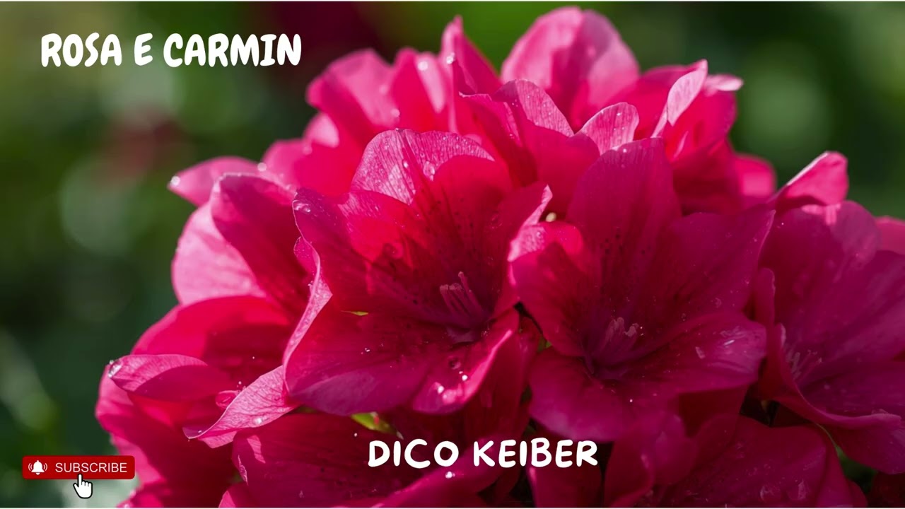 ROSA E CARMIN