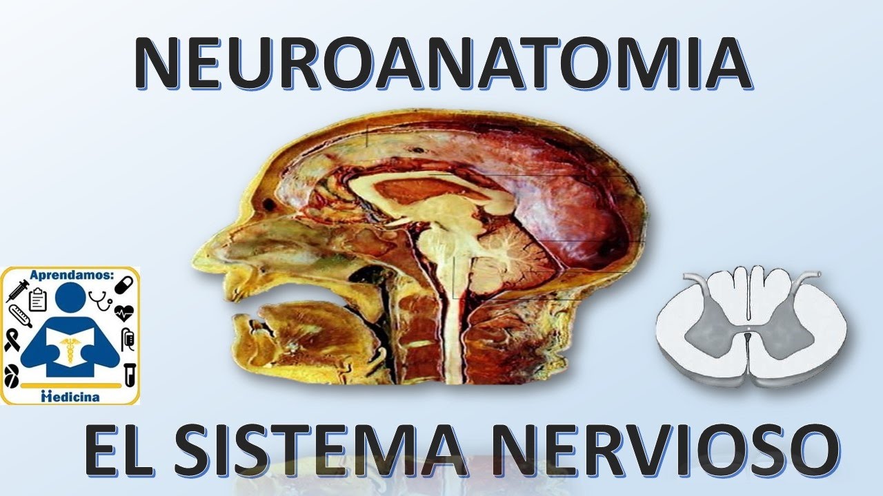 NEUROANATOMIA: Introduccion al sistema nervioso