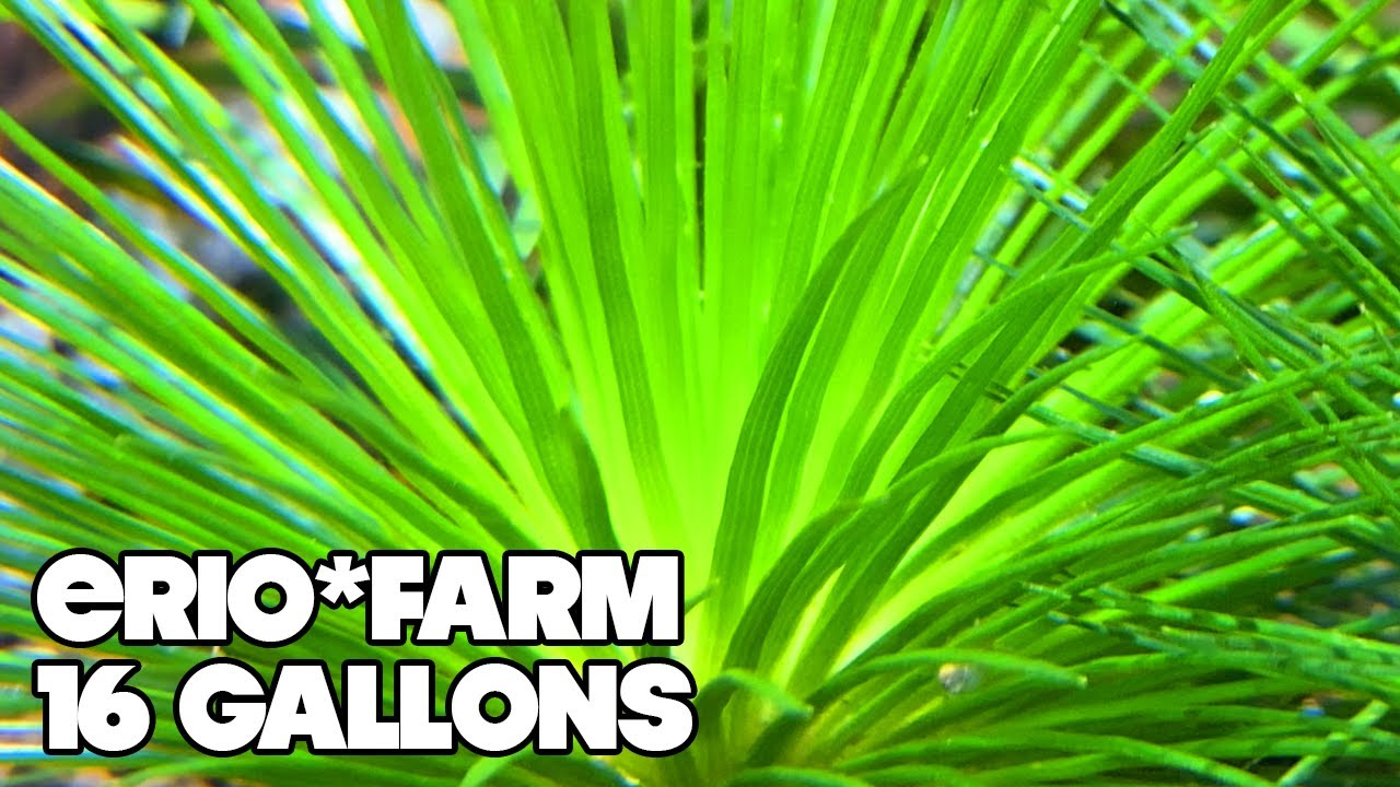ERIOCAULON* FARM - 16 Gallon Planted Tank