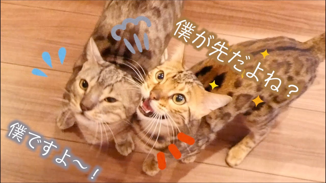 ルトとロゼのいつもカットしちゃういつもの朝ごはんの様子をお見せします