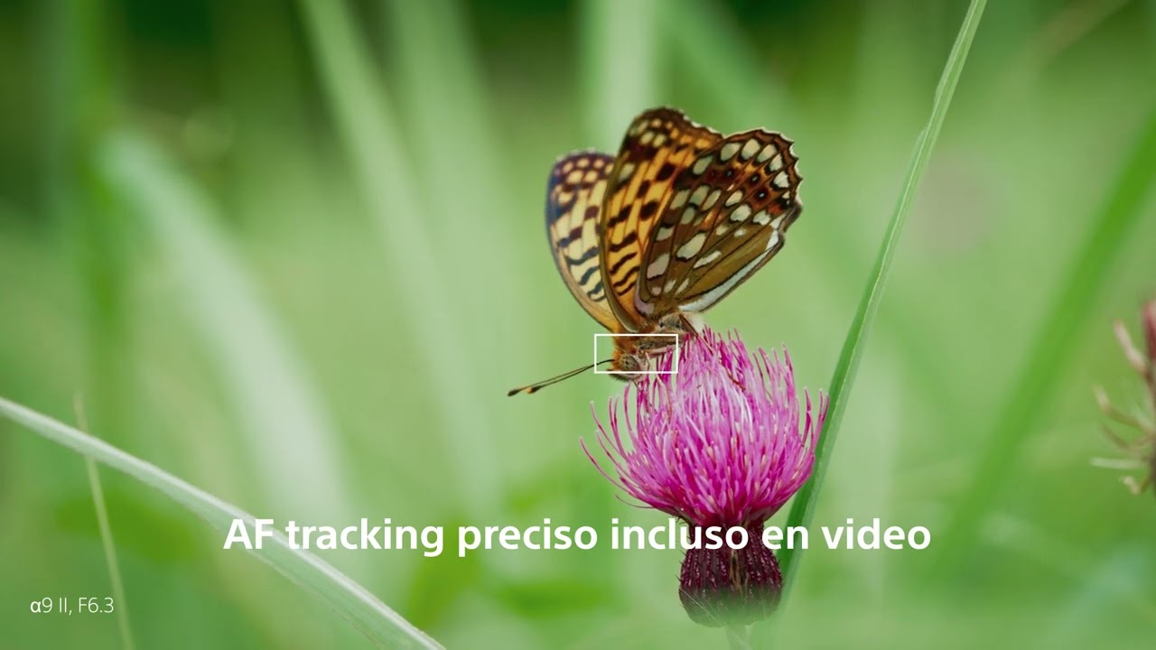 Nuevo lente macro G Master™ - FE 100MM  F2.8. 📸