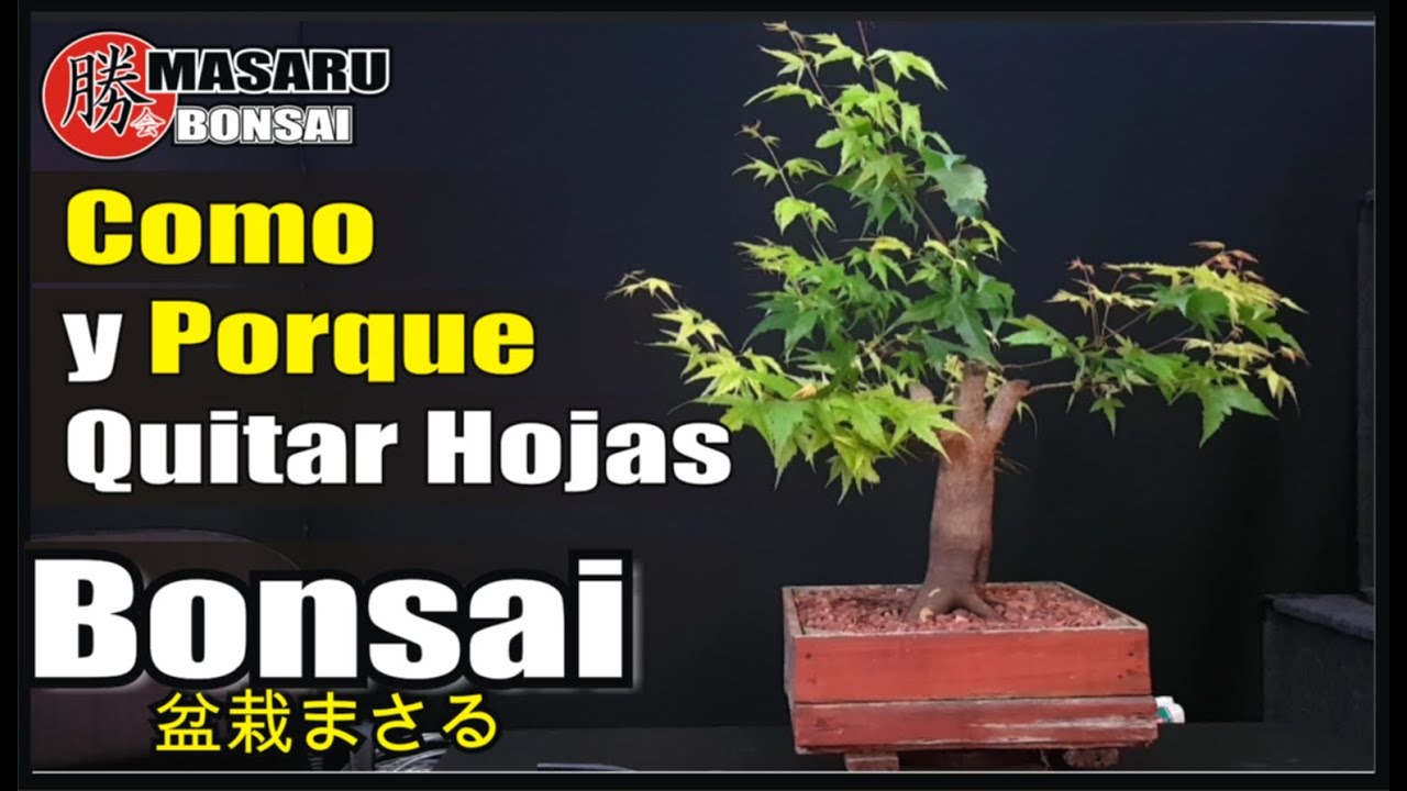 COMO y porque DEFOLIAR 🍁 ACER PALMATUM🌳💚