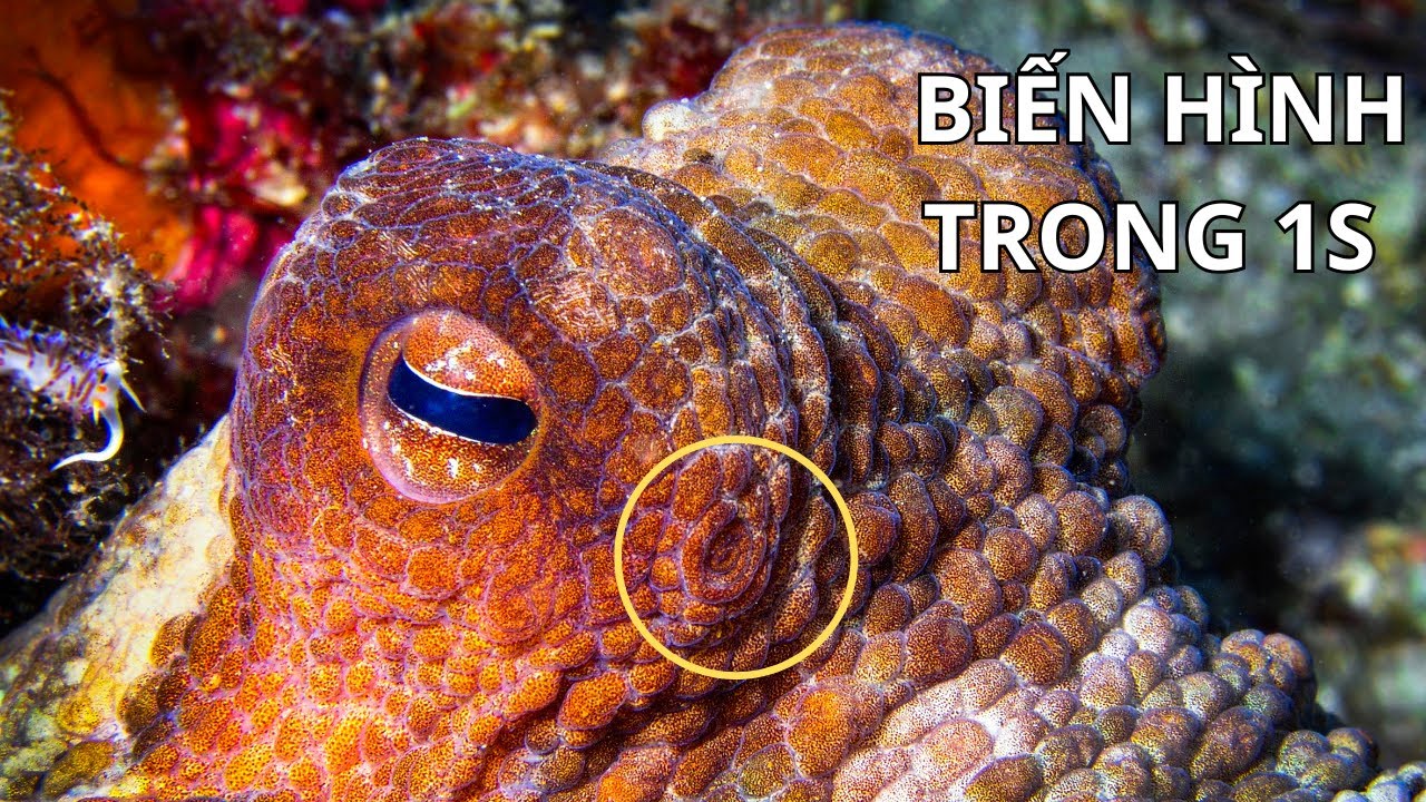 Thế Giới Động Vật 🌊 Bạch Tuộc – Sinh Vật Biến Hình Đáng Kinh Ngạc | Bách Khoa Động Vật