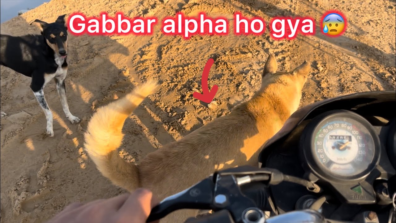 Gabbar alpha ho gya 😰 Day 62/365 ✅