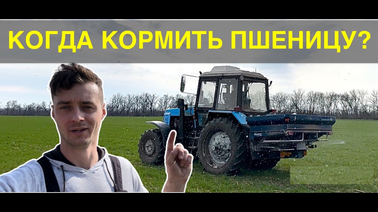 Первая подкормка пшеницы. СКОЛЬКО? КОГДА?