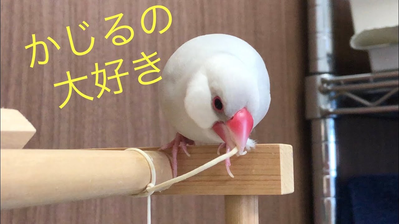 【シルバー文鳥】ほのぼの動画１１ 紐をかじり続ける文鳥 Cord chew Java sparrow