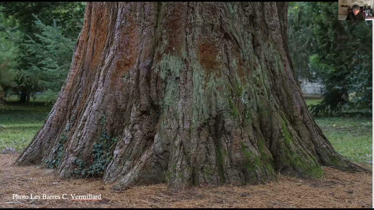 Jeudis du Patrimoine : Arboretums en R&eacute;gion Centre-Val de Loire, entre exp&eacute;rimentation et paysage